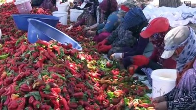 Şanlıurfalı Kadınlar Ekmeklerini 'Acıdan' Çıkartıyor