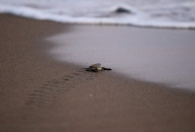 Yavru Kaplumbağalar Akyatan Sahili'nde Denizle Buluştu