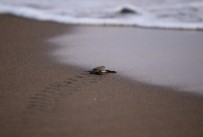 Yavru Kaplumbağalar Akyatan Sahili'nde Denizle Buluştu Haberi