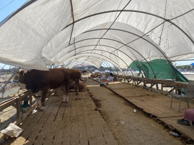 Kurban Çadırları Bir Yandan Toplanırken, Bir Yandan Pazarlıklar Sürüyor