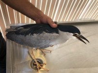 Tuzaklanan Oltaya Takılan Balıkçıl Kuşu Hayata Döndürüldü Haberi