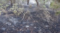 Uşak'taki Orman Yangınları Kontrol Atına Alındı Haberi