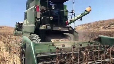 Çukurova'da Üretici Ayçiçeğinin Verimi Ve Fiyatından Memnun