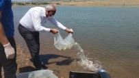 Elazığ'da Kalecik Barajı'na 5 Bin Sazan Yavrusu Bırakıldı Haberi
