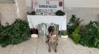 Jandarma Uyuşturucu Tacirlerine Göz Açtırmıyor