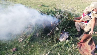 Kars'ta Jandarmadan Kenevir Operasyonu