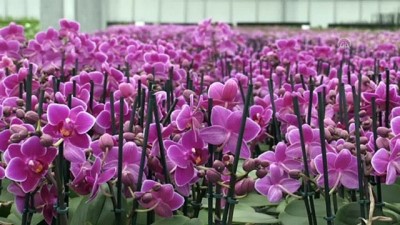 Mersin'de Serada Yetiştirilen Rengarenk Orkideler İç Pazarın Gözdesi Oldu