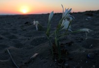 Sahilin Süsü Kum Zambaklarını Koparmanın Cezası 73 Bin Lira Haberi