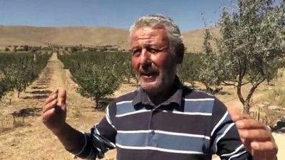 50 Yıl Sonra Köyüne Dönen Müteahhit Elma Bahçesi Kurdu