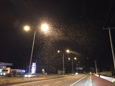 Erzurum'da Kelebeklerin Ölüm Dansı Geceyi Beyaza Bürüdü