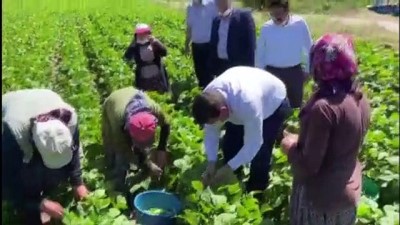 İnsuyu Fasulyesi 3 Lira 60 Kuruştan Alıcı Buluyor