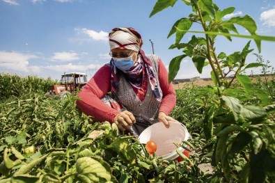 Domates Tarlasında 5 Yıldır Mücadele Ettiği Kanseri Yendi