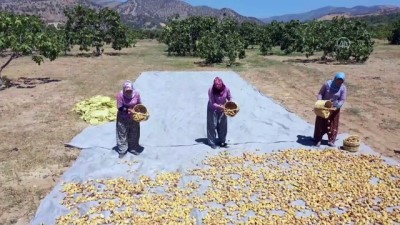 Dünyaca Ünlü Aydın İncirinde Hasat Heyecanı