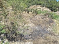 Ormana Sıçramadan Söndürülen Yangının İzleri Gündüz Ortaya Çıktı Haberi