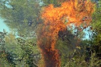 Serik'teki Orman Yangınına 165 İşçi Müdahale Ediyor