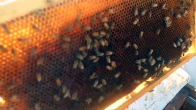 Borç Aldığı Arılarla Başladığı Bal Üretiminde Taleplere Yetişemiyor