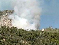 Muğla'da orman yangını