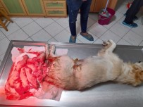 Golden Cinsi Köpek Sezaryen İle 10 Yavru Doğurdu Haberi