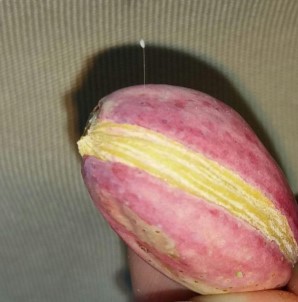 Adıyaman'da 'Udumbara' Çiçeği Görüldü