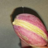 Adıyaman'da 'Udumbara' Çiçeği Görüldü