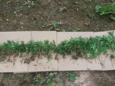 Bartın Merkezli 4 İlde Uyuşturucu Operasyonu