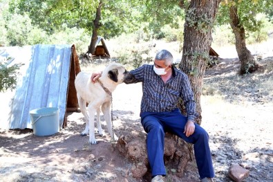 Konya'da Köpeklere Şefkatli Ve Huzurlu Yuva