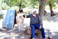 Konya'da Köpeklere Şefkatli Ve Huzurlu Yuva