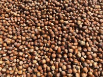 Piyasada Fındık Yok, Yok Satıyor