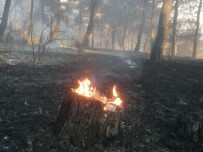 Bursa'da Çıkan Orman Yangını İhmal Mi?