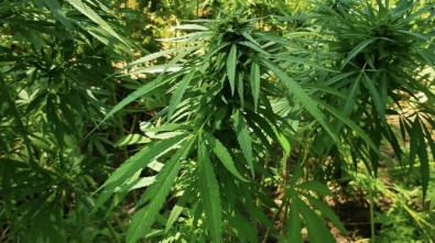 Çorlu'da 5 Bin Kök Kenevir, 12 Kilo Esrar Ele Geçirildi