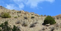 Erzincan'da Dağ Keçileri Sürü Halinde Görüntülendi