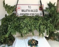 Malatya'da Kaçak Kenevir Operasyonu Açıklaması 2 Gözaltı Haberi