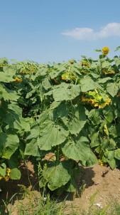 Altıntaş'ta Tarımda Alternatif Ürün Üretimi