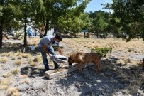 Başkan Yavaş İnci Anne'nin Çağrısına Kulak Verdi