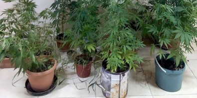 Milas'ta Jandarmadan Uyuşturucu Baskını