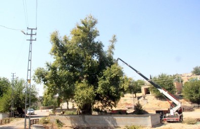 Tarihi Anıt Ağaçların Rehabilitasyon Çalışmalarına Başlandı