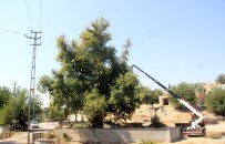Tarihi Anıt Ağaçların Rehabilitasyon Çalışmalarına Başlandı Haberi