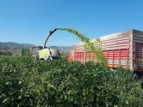 Aydın'da İlk Defa Ekimi Yapılan Soya Yem Bitkisi'nde Hasat Başladı