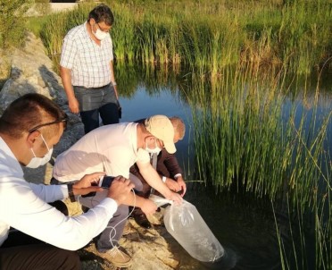 Bartın Üniversitesi'ndeki Gölete 5 Bin Yavru Sazan Balığı Bırakıldı