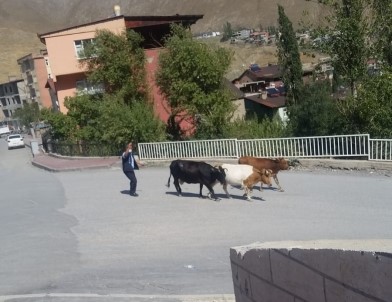 Başıboş İnekler Kaçtı Zabıta Kovaladı