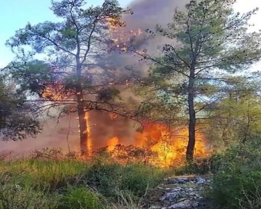 Antalya'daki Orman Yangını Büyümeden Söndürüldü