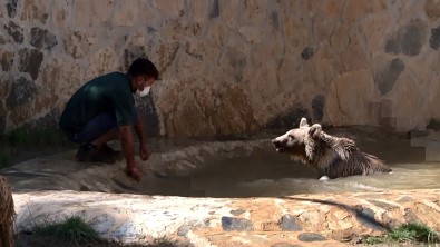 Ayı Silva Havuzunda Banyo Yaptı, Vatandaşlar İlgiyle İzledi