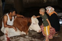 Elektrik Akımına Kapılan 5 Büyükbaş Hayvan Telef Oldu