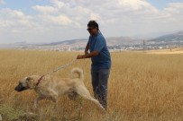 İnterpol Başkanı Tatilinde Kangalları Unutmadı Haberi