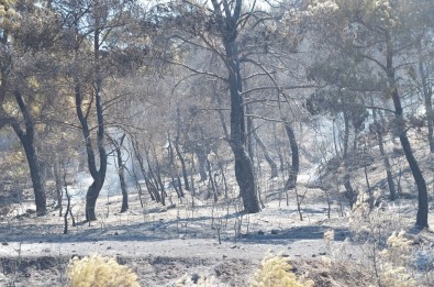 Manisa'daki Orman Yangını Tamamen Kontrol Altına Alındı