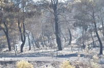 Manisa'daki Orman Yangını Tamamen Kontrol Altına Alındı Haberi