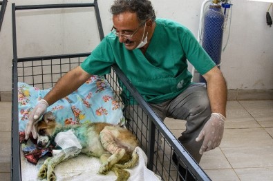 Mersin'de Yaralı Hayvan İhbar Sayısı Artıyor
