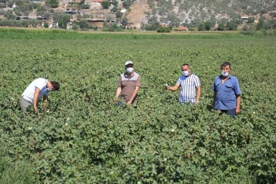 Çiftçi Beyaz Altından Umutlu