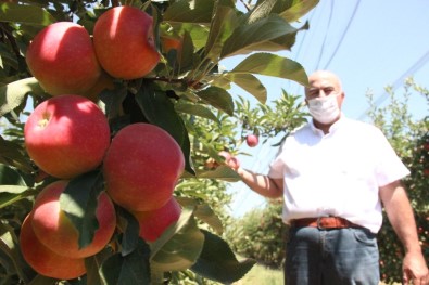 Covid-19'Dan Dolayı Karaman'da Üretilen 400 Bin Ton Elmanın Yüzde 70'İ Dalında Satıldı