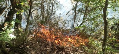 Düzce'de Fındıklıkta Çıkan Yangın Ormana Sıçradı